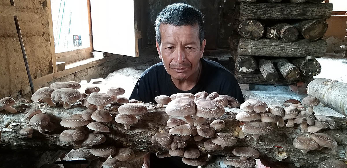 Mushrooms from Bhutan | Druksell