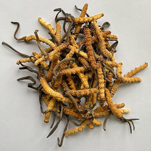 Bhutan Cordycep Sinensis by Mangala | Pure Bhutan | Organic Cordyceps |Druksell