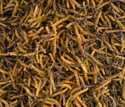 Bhutan Cordycep Sinensis - Druksell.com