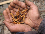 Bhutan Cordycep Sinensis - Druksell.com