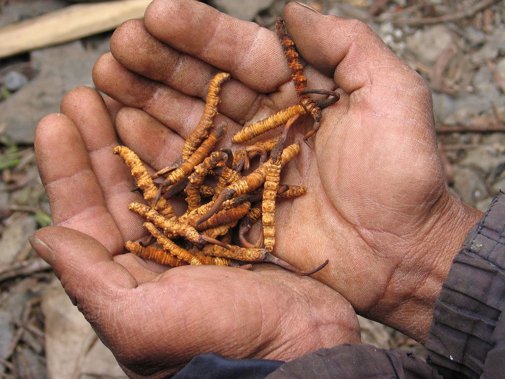 Bhutan Cordycep Sinensis - Druksell.com